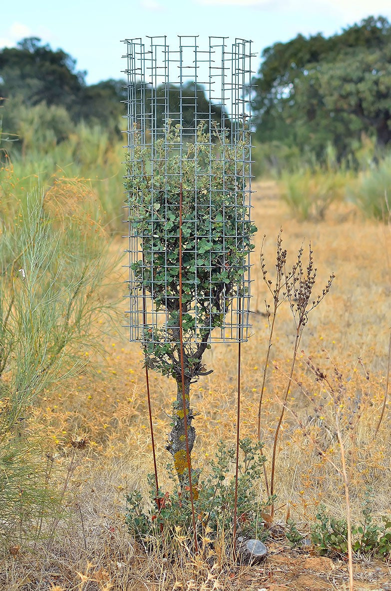 Cactus Protector