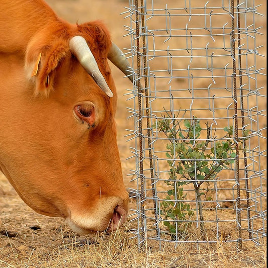 Cactus Protector